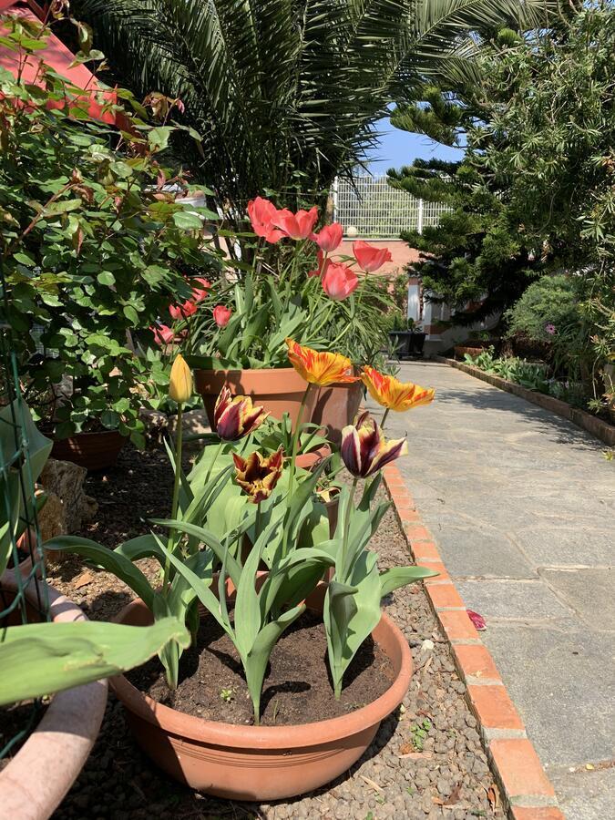 Resort Dependance Di Villa Rosa Maria Savona Eksteriør billede